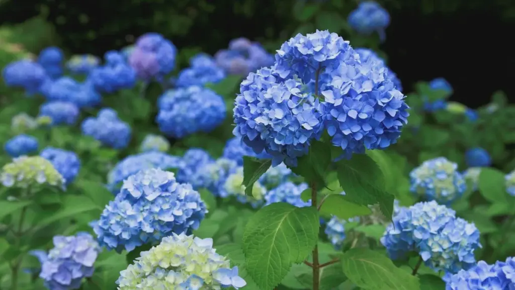 Blaue Hortensien verblassen wegen Kalk — Kaffeesatz im Mai rettet die Farbe