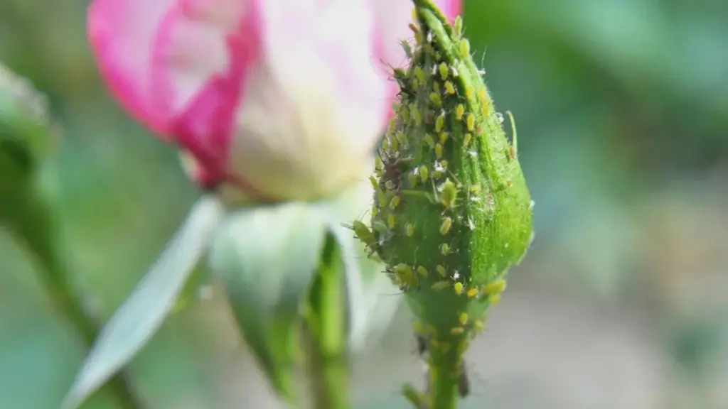 Blattläuse an Rosen stoppt eine Seifenlösung: wirkt bereits nach wenigen Stunden