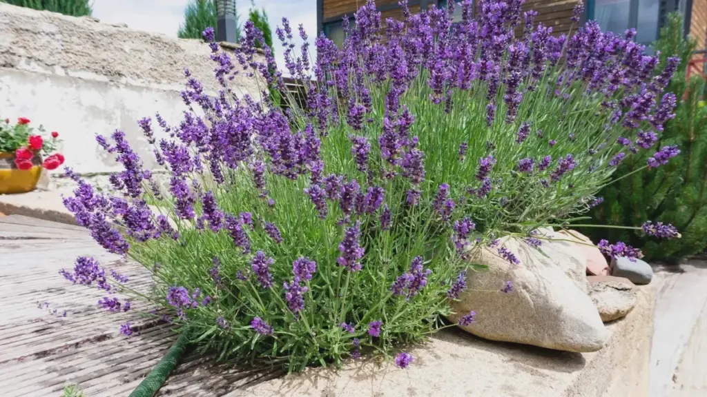 Lavendel im Mai verträgt keine Düngung — nach flüssiger Nährstoffgabe werden die Sträucher nur schütter