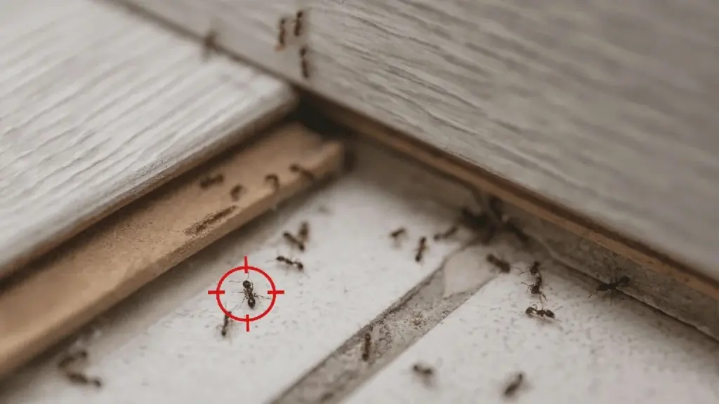 Vaseline auf Fensterrahmen hält Ameisen fern — so funktioniert die rutschige Falle