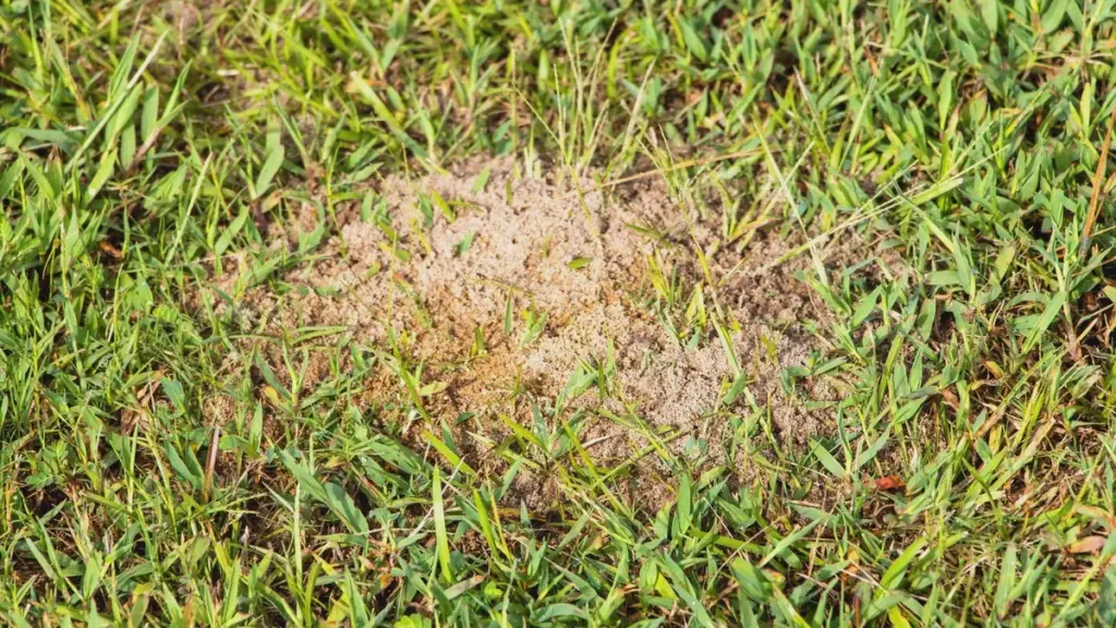 Ameisen hassen Nematoden: Den Rasen im Mai auch mit Maisgrieß befreien