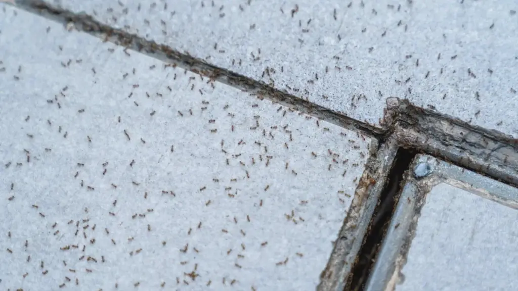 Ameisen zerstören die Terrasse: Ein Strich mit gewöhnlicher Kreide stoppt sie in Minuten