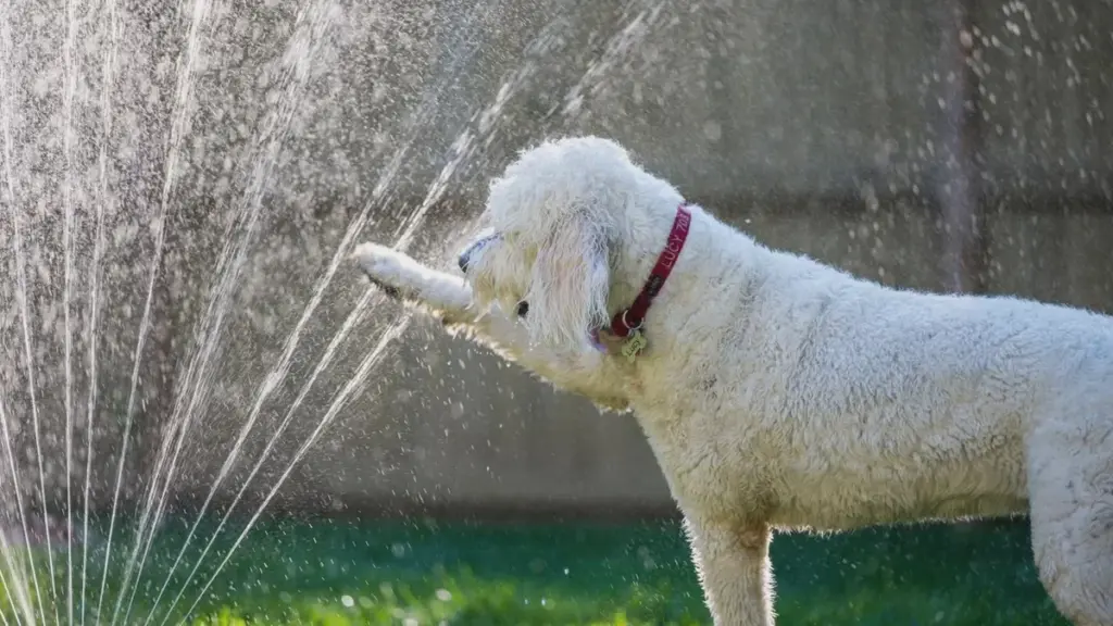 Rasen im heißen Mai nicht zu kurz mähen: So sparen Sie 20 % Wasser