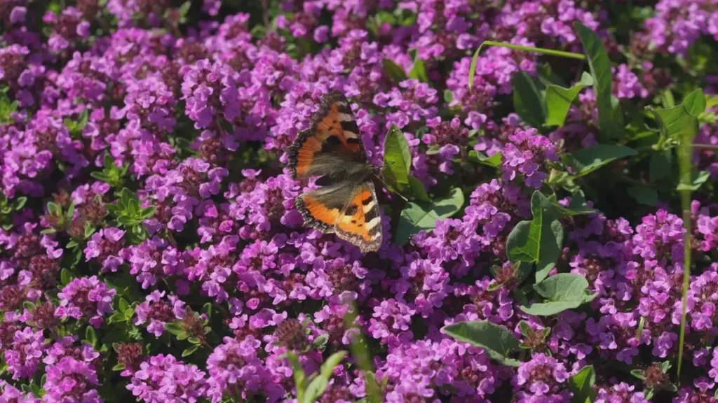 Teppichphlox hält Unkraut fern: Im Mai einfach um ein Drittel zurückschneiden